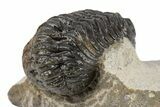 Austerops Trilobite - Visible Eye Facets #249931-5
